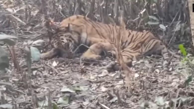 সুন্দরবনে হরিণ শিকারের ফাঁদে পড়া বাঘ উদ্ধার...