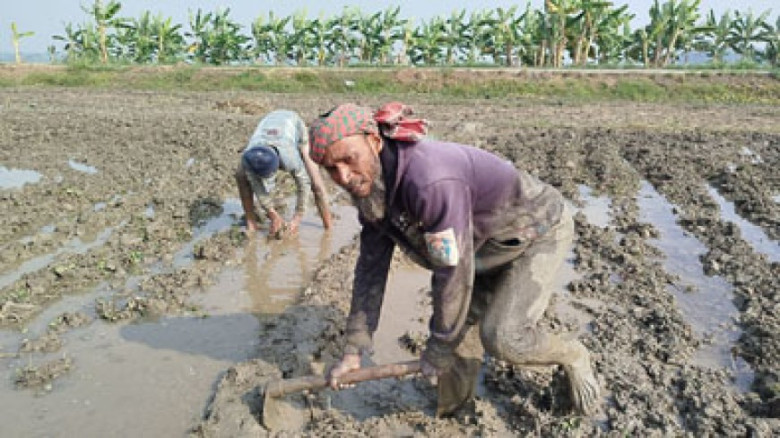 নড়াইলে কৃষকেরা বোরো ধান রোপনে ব্যস্ত সময় পার করছে...