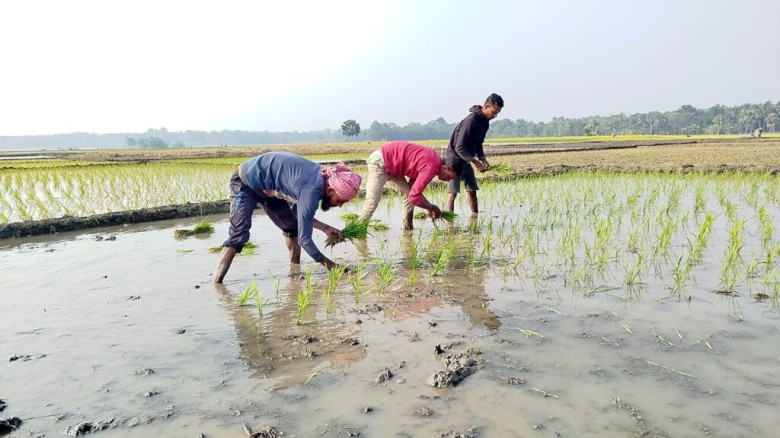 নড়াইলে বেড়েছে বোরো ধানের আবাদ