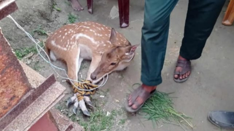 সুন্দরবনের হরিণ পথ হারিয়ে লোকালয়ে
