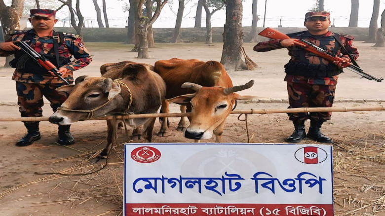 সীমান্তে ১৫ বিজিবি’র চোরাচালান বিরোধী বিশেষ অভিযানে ভারতীয় গরু জব্দ...