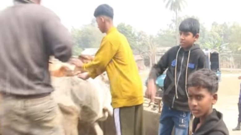 নড়াইলের কালিয়ার বড়নাল গ্রামে থেকে চুরি হওয়া গরু উদ্ধার...