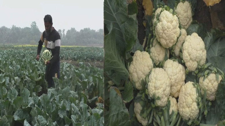 নড়াইলে ফুলকপির বাম্পার ফলনে কৃষকদের মুখে হাসি...