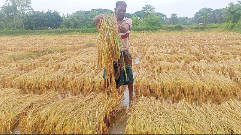 কালবৈশাখী ও অতিবৃষ্টিতে ফসলের ব্যাপক ক্ষতি পানির নিচে নিমজ্জিত ধান, দুশ্চিন্তায় কৃষক...