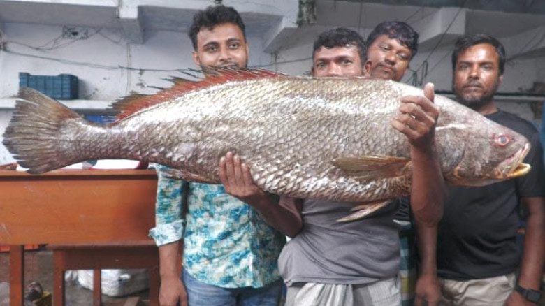জেলের জালে ২২ কেজির ধাতিনা ভোল, দাম উঠল ৩ লাখ ৫৫ হাজার টাকা...