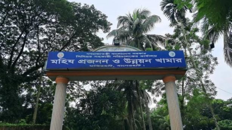 দেশের একমাত্র সরকারি মহিষ প্রজনন কেন্দ্রের ৫২ টি পদের ৪২ টিই